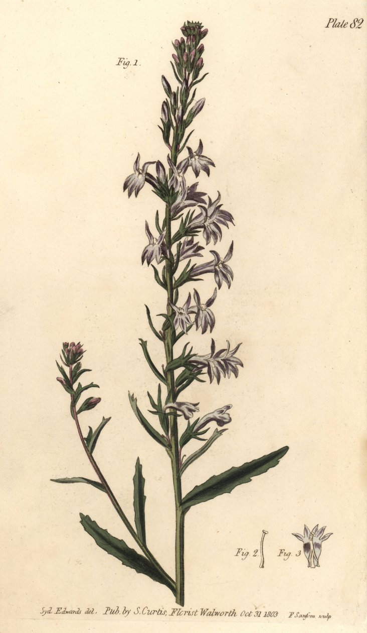 Lobelie vřesovištní, Lobelia urens, Polygamia monogamia. Ručně kolorovaná mědirytina F. Sansoma botanické ilustrace Sydenhama Edwardse pro přednášky Williama Curtise o botanice, které byly dodány v Botanické zahradě v Lambeth od Sydenham Teast Edwards