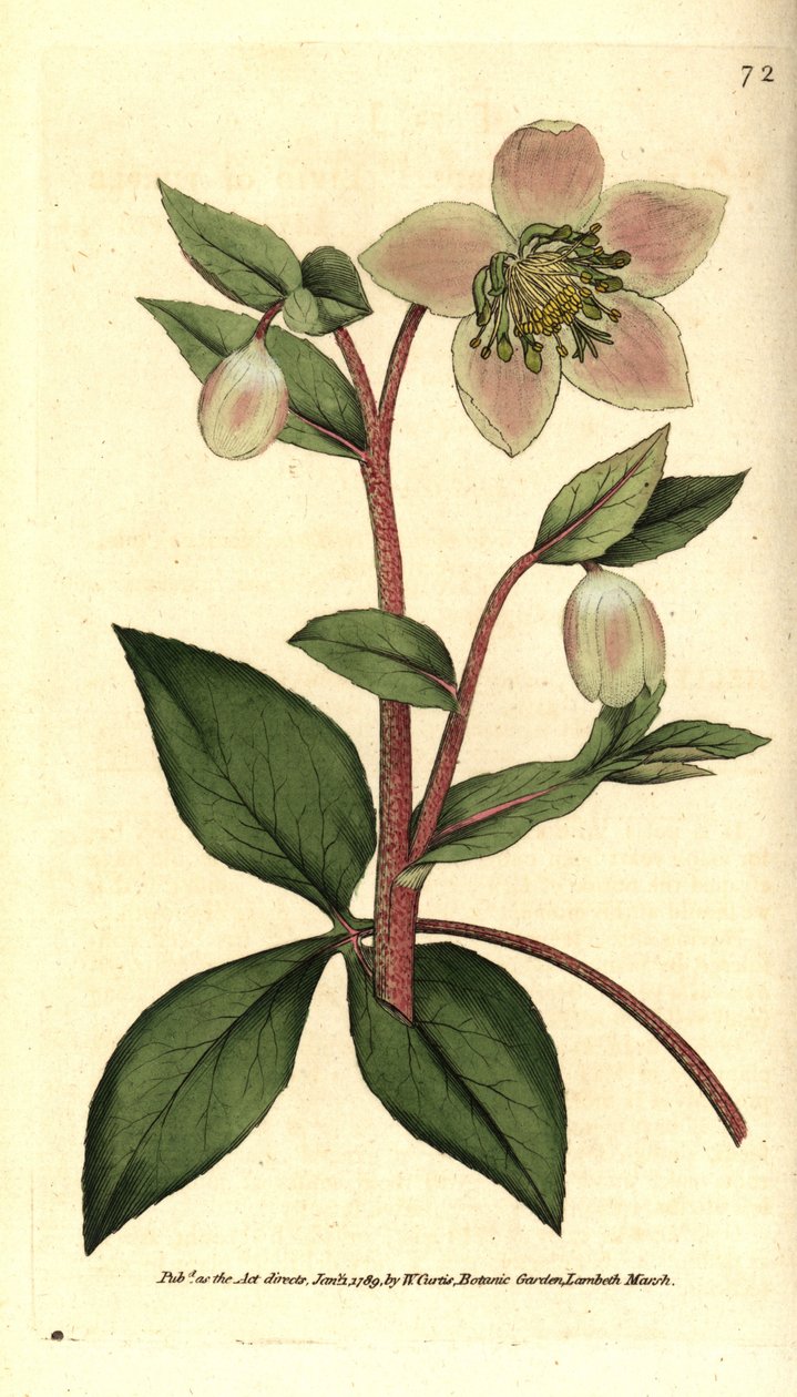 Čemeřice (ellebore) lividní nebo černá - Lividní nebo nachová čemeřice, Helleborus lividus. Ručně kolorovaná mědirytina podle botanické ilustrace Jamese Sowerbyho z The Botanical Magazine Williama Curtise, Lambeth Marsh, Londýn od Sydenham Teast Edwards