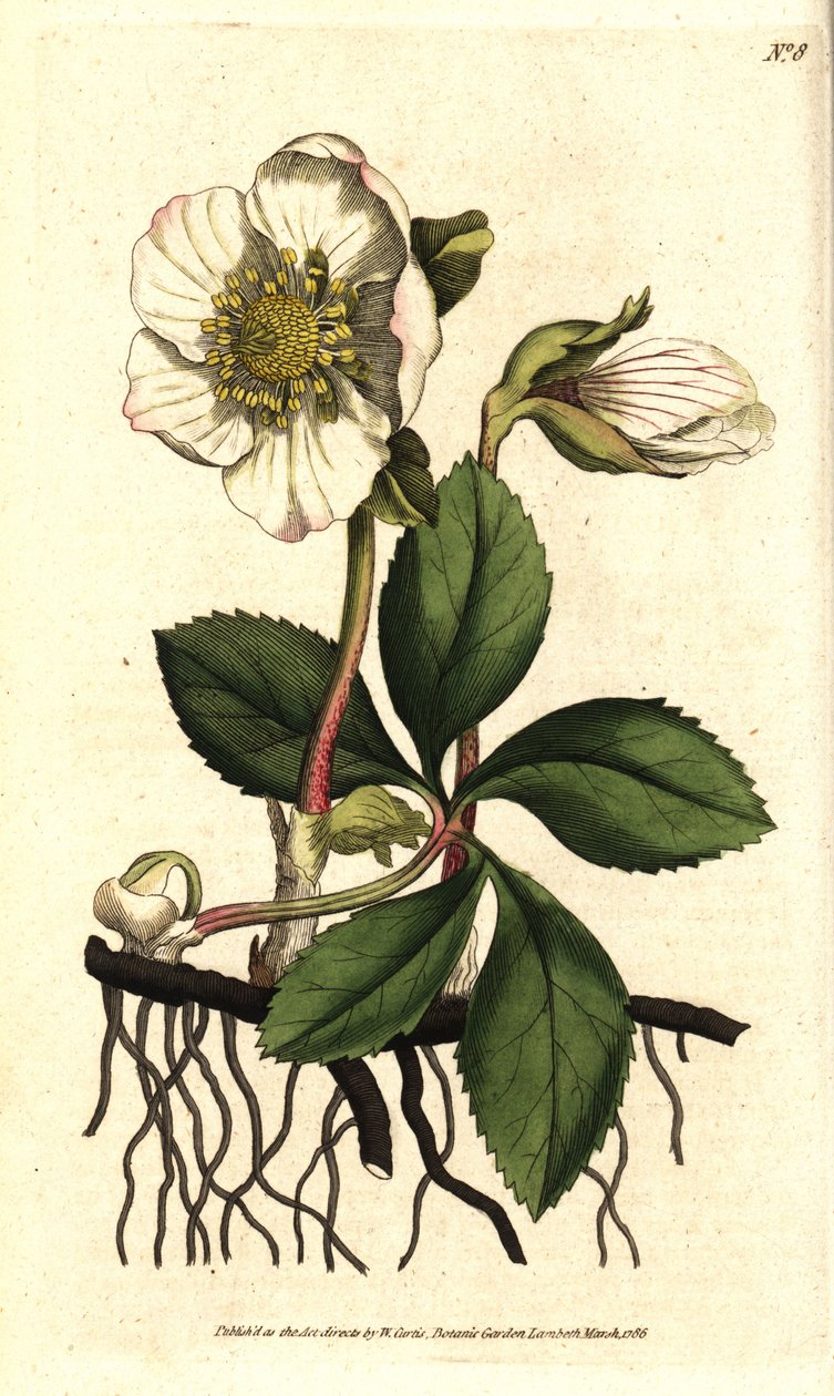 Čemeřice (ellebore) noir ou rose de Noel - vánoční růže nebo černá čemeřice, Helleborus niger. Ručně kolorovaná mědirytina podle botanické ilustrace Sydenhama Edwardse z The Botanical Magazine Williama Curtise, Lambeth Marsh, Londýn od Sydenham Teast Edwards