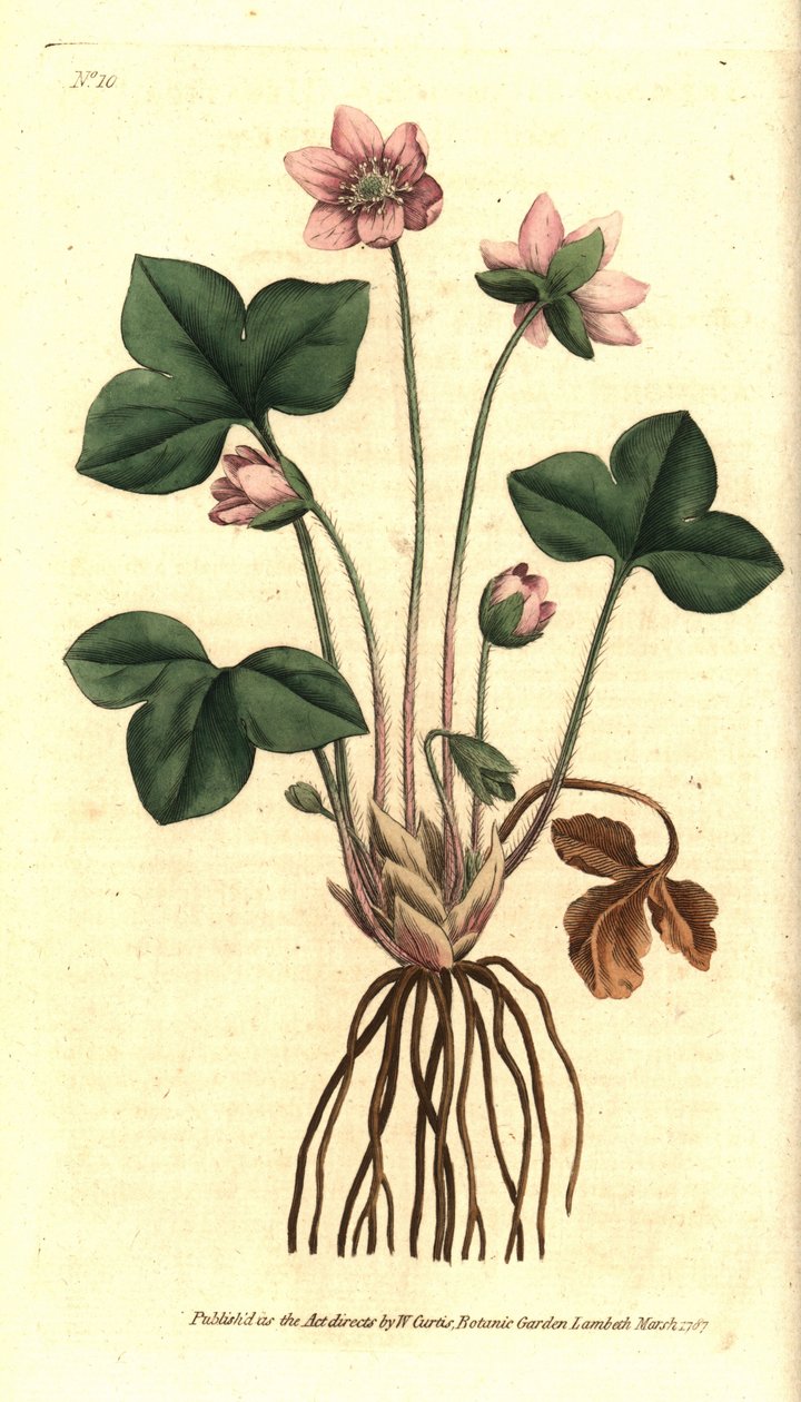 Sasanka jaterní, ušlechtilá nebo třílaločná - Hepatica neboli jaterník ušlechtilý, Anemone hepatica. Ručně kolorovaná mědirytina podle botanické ilustrace Sydenhama Edwardse z The Botanical Magazine Williama Curtise, Lambeth Marsh, Londýn od Sydenham Teast Edwards