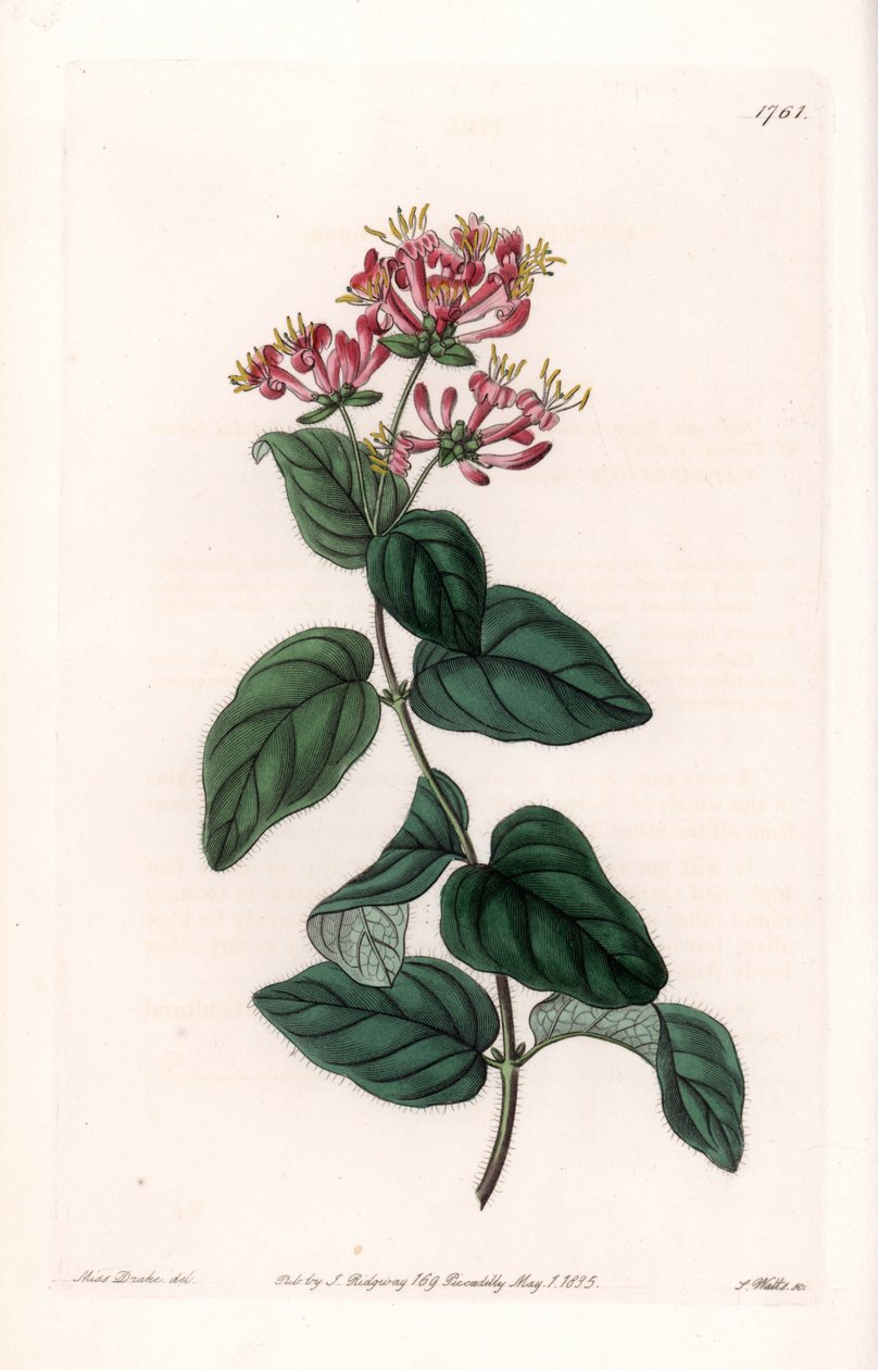 Herb variete - Talíř vyrytý S.Wattsem, z ilustrace Sarah Anne Drake (1803-1857), z Botanického registru Sydenham Edwards (1768-1819), Anglie od Sydenham Teast Edwards