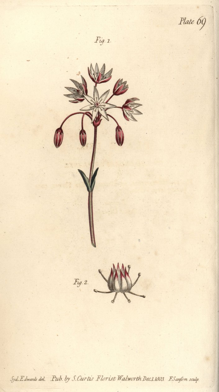 Hermafroditní květ se sedmi pestíky, Heptagynia, Septas capensis. Ručně kolorovaná mědirytina F. Sansoma botanické ilustrace Sydenhama Edwardse pro přednášky Williama Curtise o botanice, které byly dodány v Botanické zahradě v Lambeth od Sydenham Teast Edwards