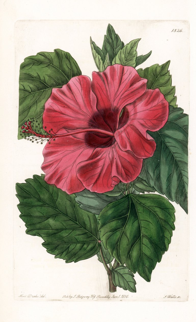 Ibišek růže z Číny - vyryl S. Watts, z ilustrace Sarah Anne Drake (1803-1857), z Botanického registru Sydenham Edwards (1768-1819), Anglie od Sydenham Teast Edwards