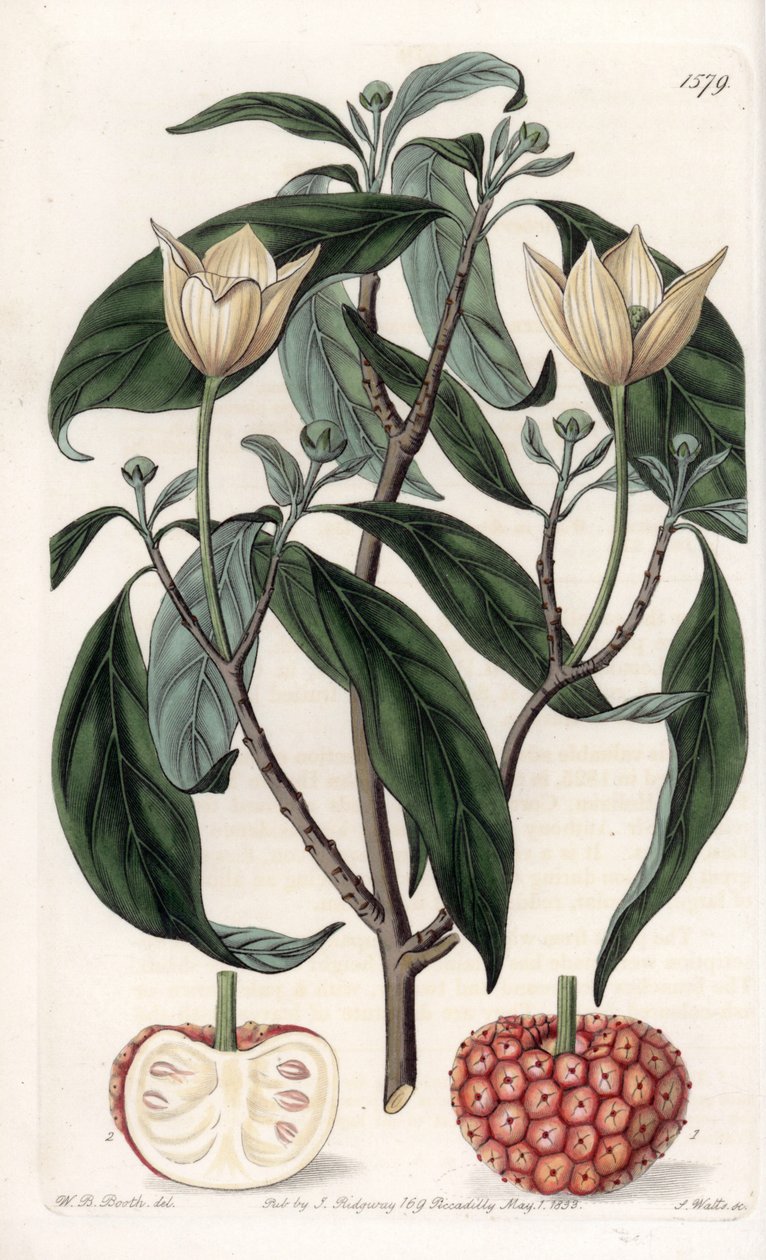 Himalayan Dogwood - Gravírovaná deska od S. Wattse, z ilustrace Sarah Anne Drake (1803-1857), z Botanického registru Sydenham Edwards (1768-1819), Anglie od Sydenham Teast Edwards