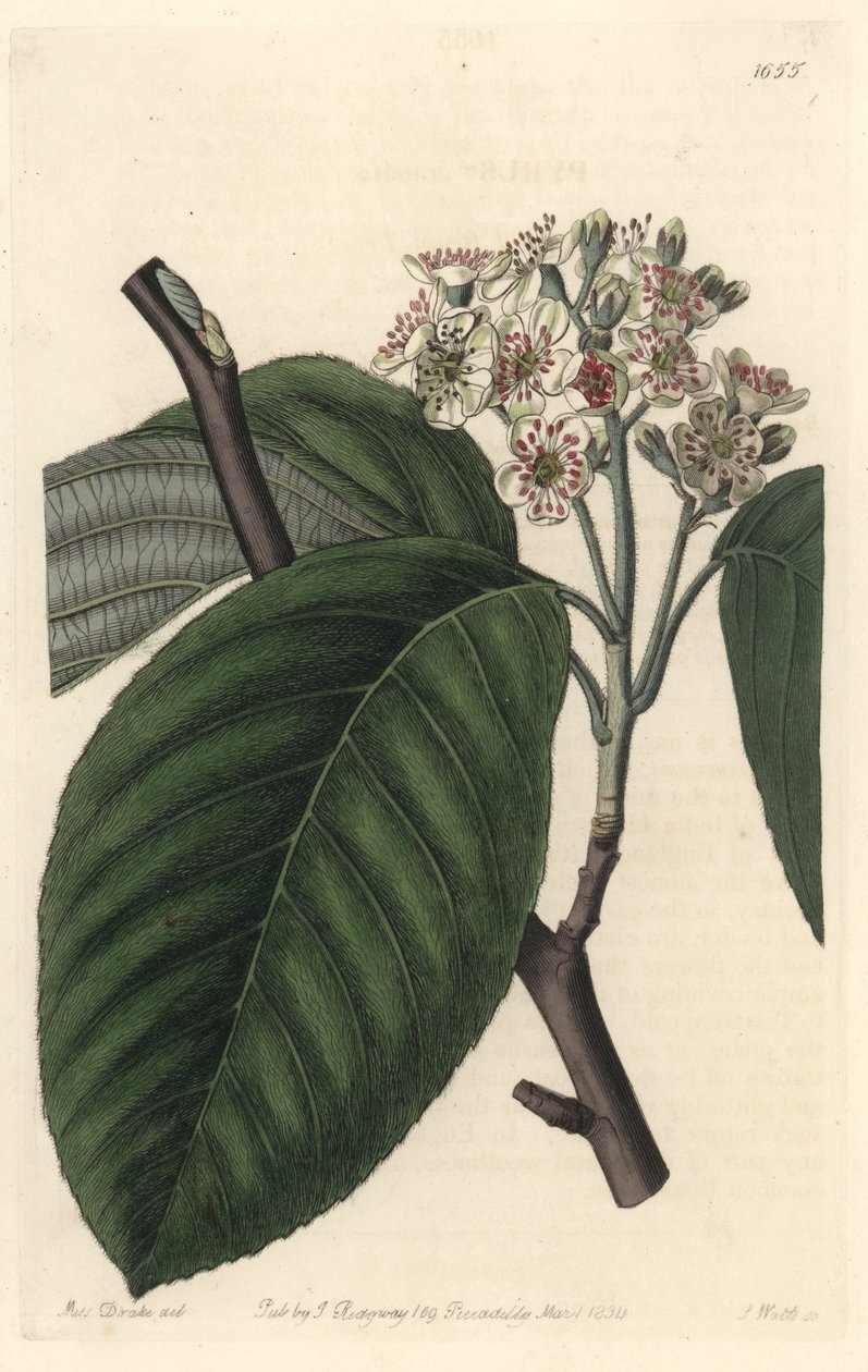 Himalayan Mountain ash - S. Watts Strong Water z ilustrace Sarah Anne Drake (1803-1857), z botanického registru od Sydenham Teast Edwards