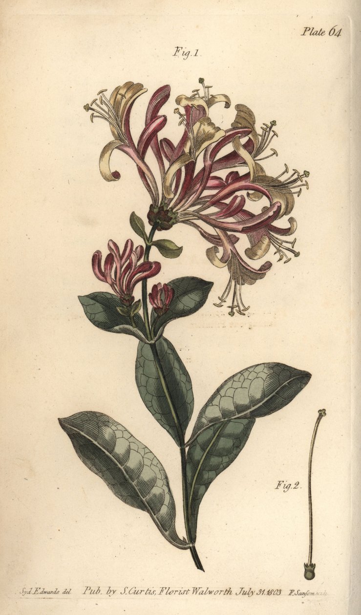 Zimolez, Lonicera caprifolium, Monogynia. Ručně kolorovaná mědirytina F. Sansoma botanické ilustrace Sydenhama Edwardse pro přednášky Williama Curtise o botanice, které byly dodány v Botanické zahradě v Lambeth od Sydenham Teast Edwards