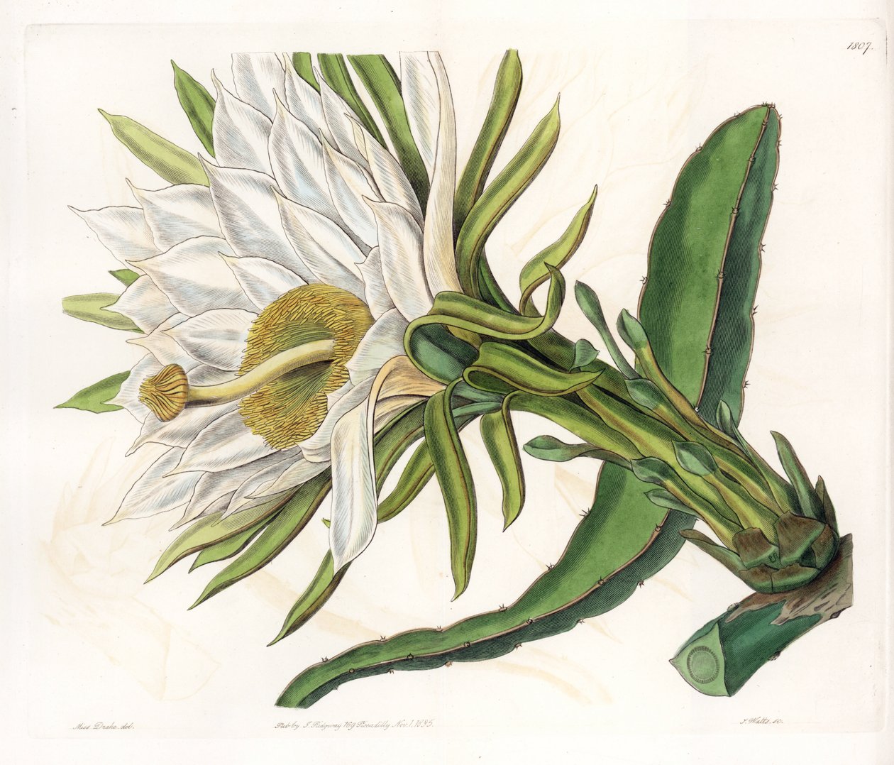 Hylocereus květina, odrůda epifytického kaktusu - Talíř vyrytý S. Wattsem, z ilustrace Sarah Anne Drake (1803-1857), z Botanického registru Sydenham Edwards (1768-1819), Anglie od Sydenham Teast Edwards