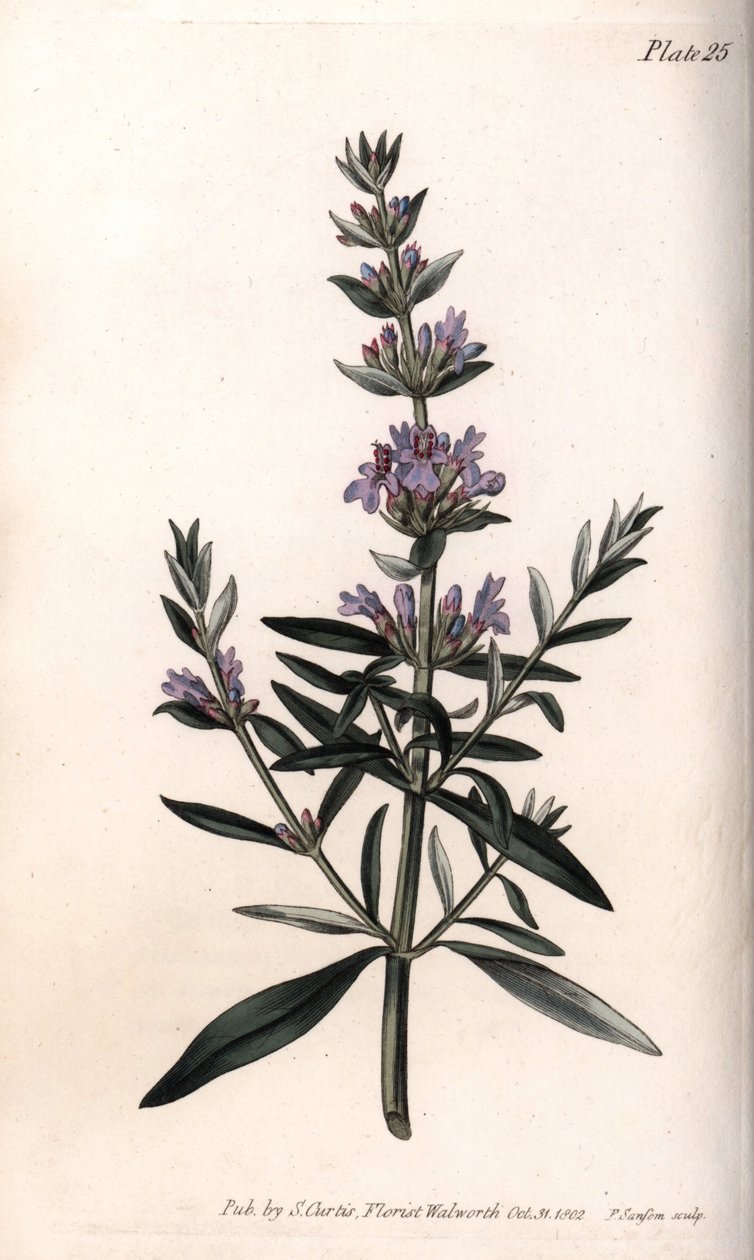 Yzop nebo oficiální yzop. Barevná mědirytina, ilustrace Sydenham Edwards (1768-1819) pro Conference of Botanical, Botanická zahrada Lambeth (Anglie) od Sydenham Teast Edwards