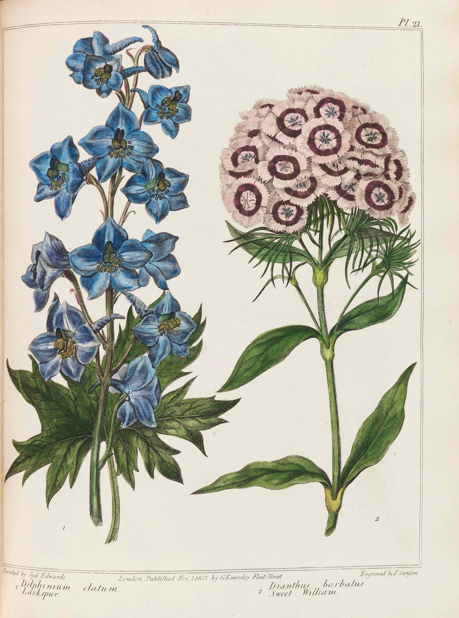 Ilustrace z Praktického zahradnictví od Alexandra McDonalda, 1807. od Sydenham Teast Edwards