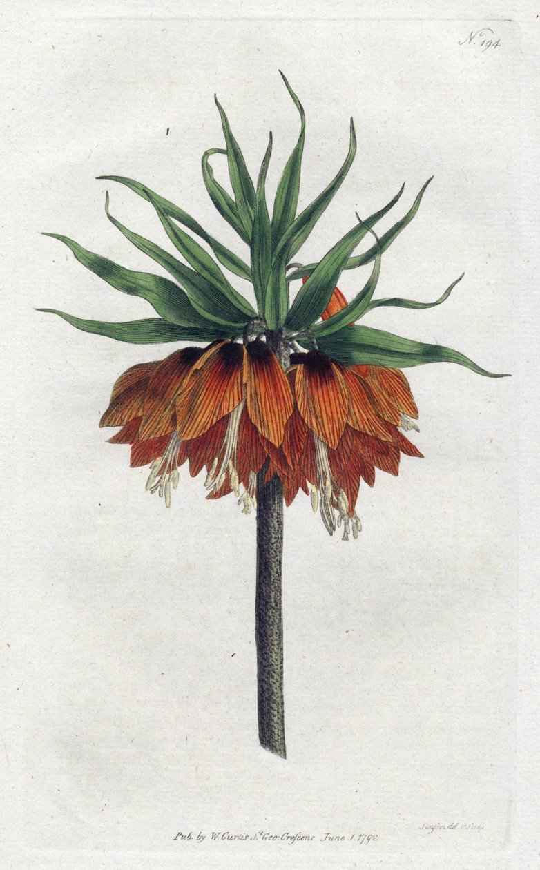 Imperial Fritillary nebo Imperial Crown - Litografie Sydenhama Edwardse (1768-1819), deska z botanického časopisu Williama Curtise (1746-1799) od Sydenham Teast Edwards