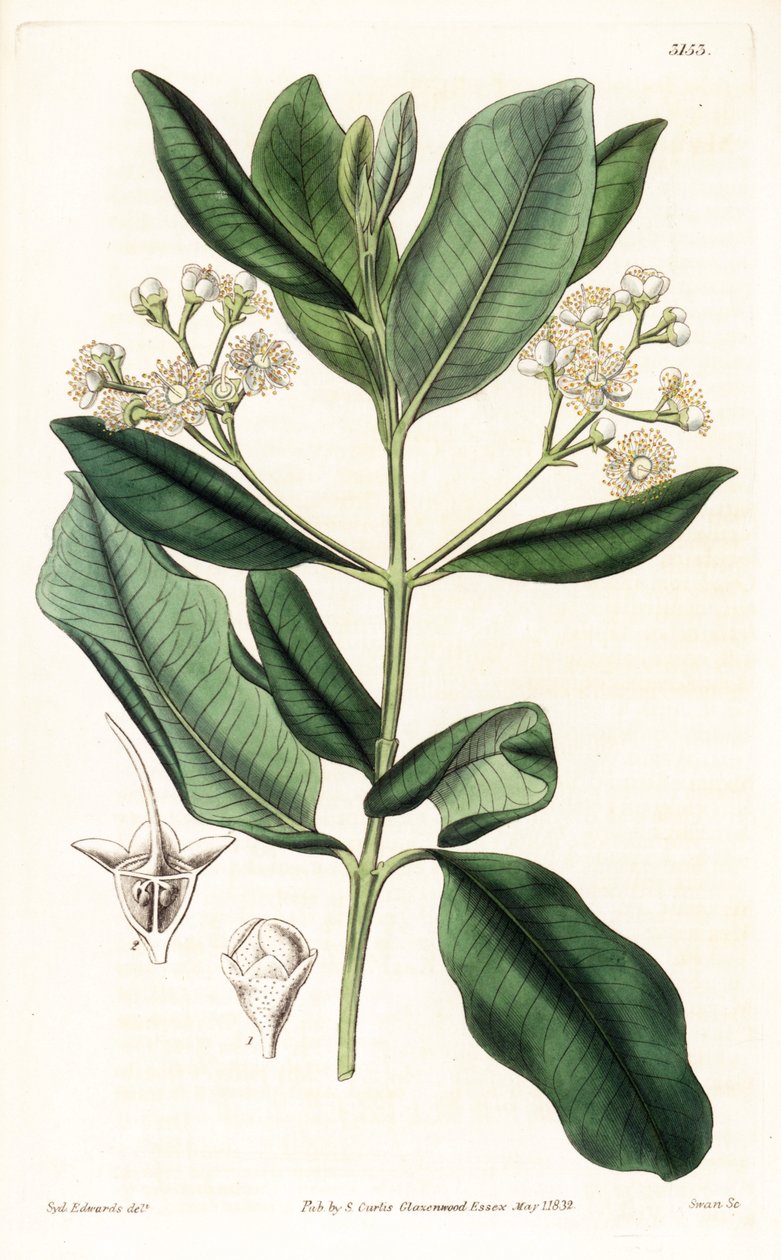 Indické dřevo - Bay rum tree, Pimenta racemosa (strom hřebíčku, Myrcia acris), původem z Karibiku. Ručně kolorovaná mědirytina od Swan po ilustraci Sydenhama Edwardse z “” botanického časopisu,” Londýn Samuela Curtise od Sydenham Teast Edwards