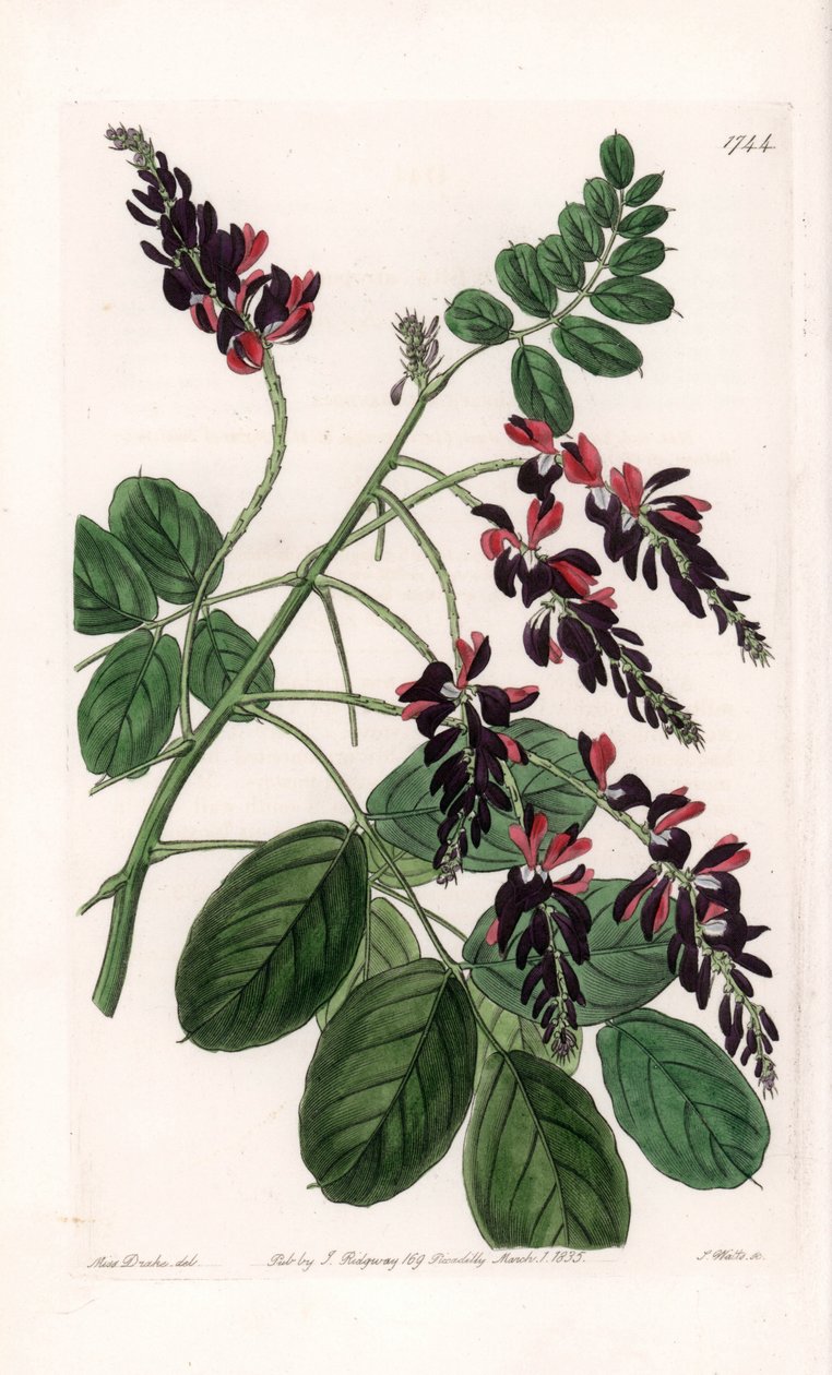 Indigofera Variete - Talíř vyrytý S. Wattsem, z ilustrace Sarah Anne Drake (1803-1857), z Botanického registru Sydenham Edwards (1768-1819), Anglie od Sydenham Teast Edwards