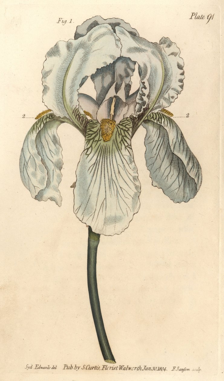 Iris florentina, Iris germanica nothovar. Ručně kolorovaná mědirytina F. Sansoma botanické ilustrace Sydenhama Edwardse pro přednášky Williama Curtise o botanice, které byly dodány v Botanické zahradě v Lambeth od Sydenham Teast Edwards