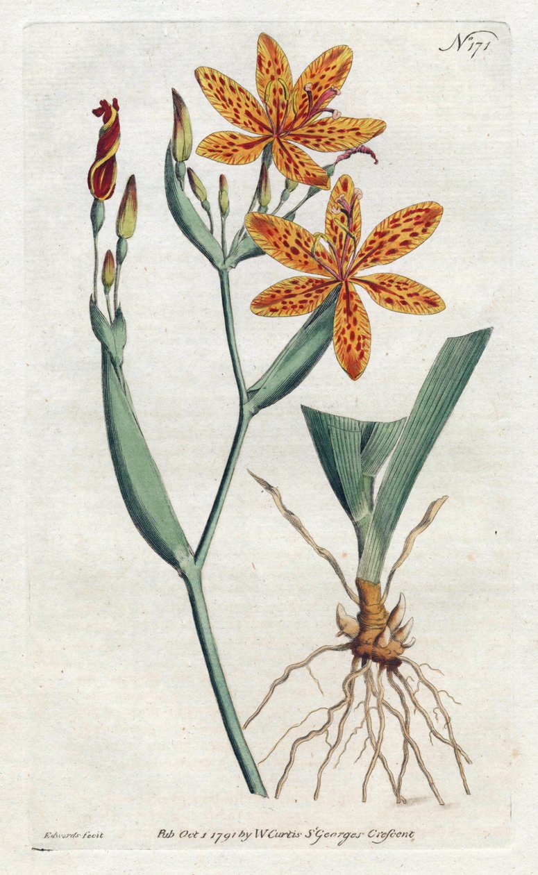 Iris leopard nebo tygří lilie (Iris Domestica) - Litografie Sydenham Edwards (1768-1819), z botanického časopisu William Curtis (1746-1799) od Sydenham Teast Edwards