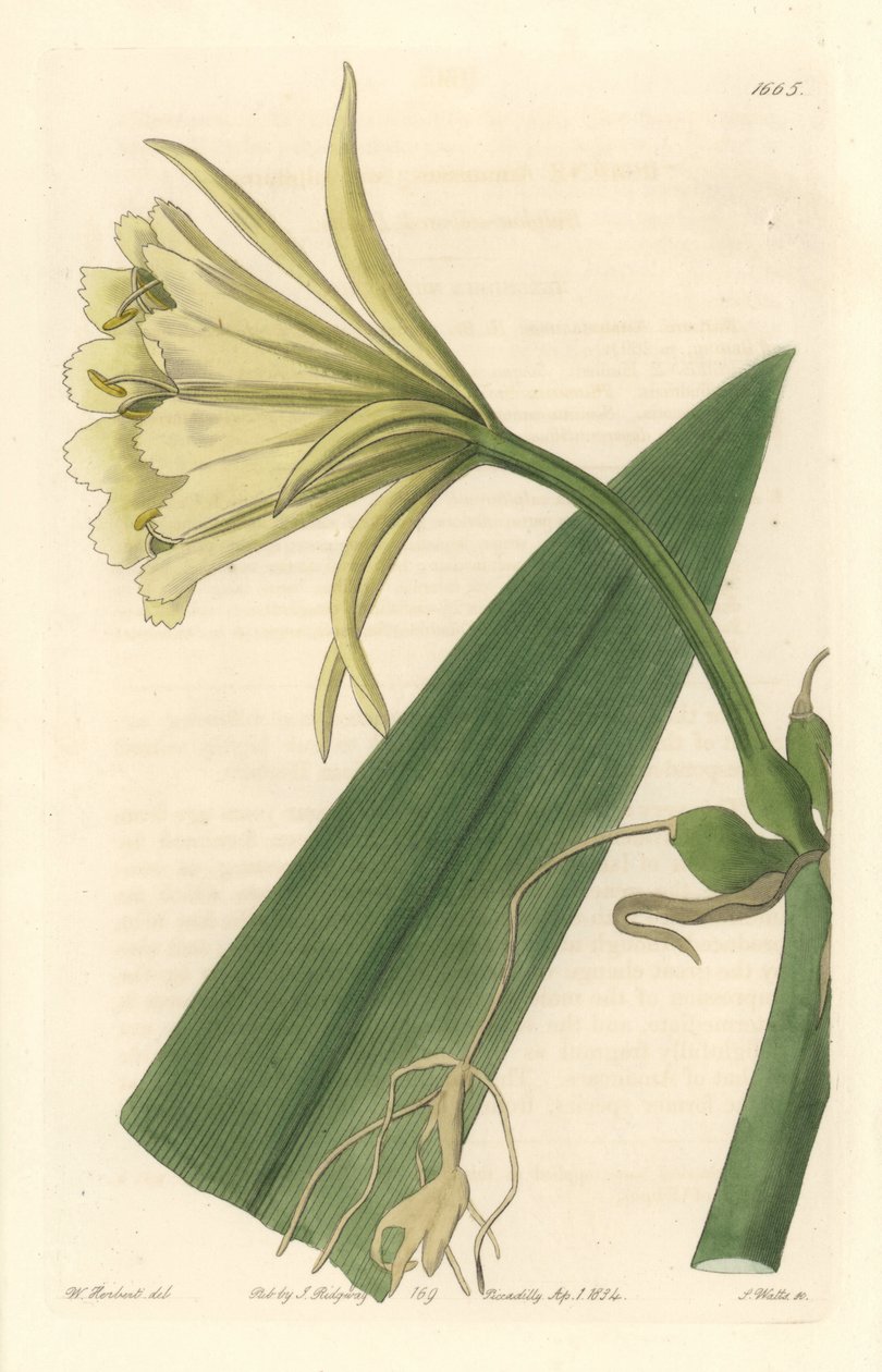 Ismene, Narcissus nebo Narcis z Peru - Silná voda od S. Wattse z ilustrace Sarah Anne Drake (1803-1857), z Botanického rejstříku od Sydenham Teast Edwards