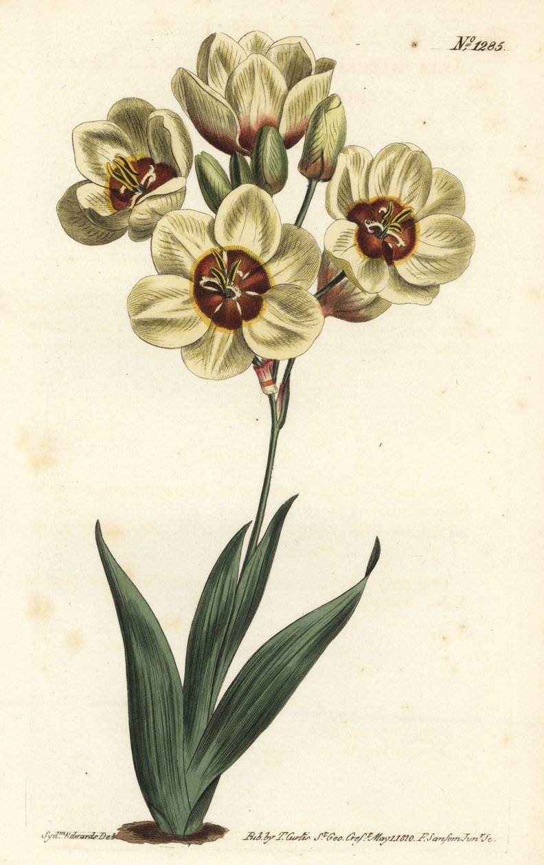 Ixia abbreviata (krémově zbarvená ixia skvrnitá, Ixia maculata v. ochroleuca). Ručně kolorovaná mědirytina F. Sansom Jr. podle ilustrace Sydenhama Edwardse z William Curtis