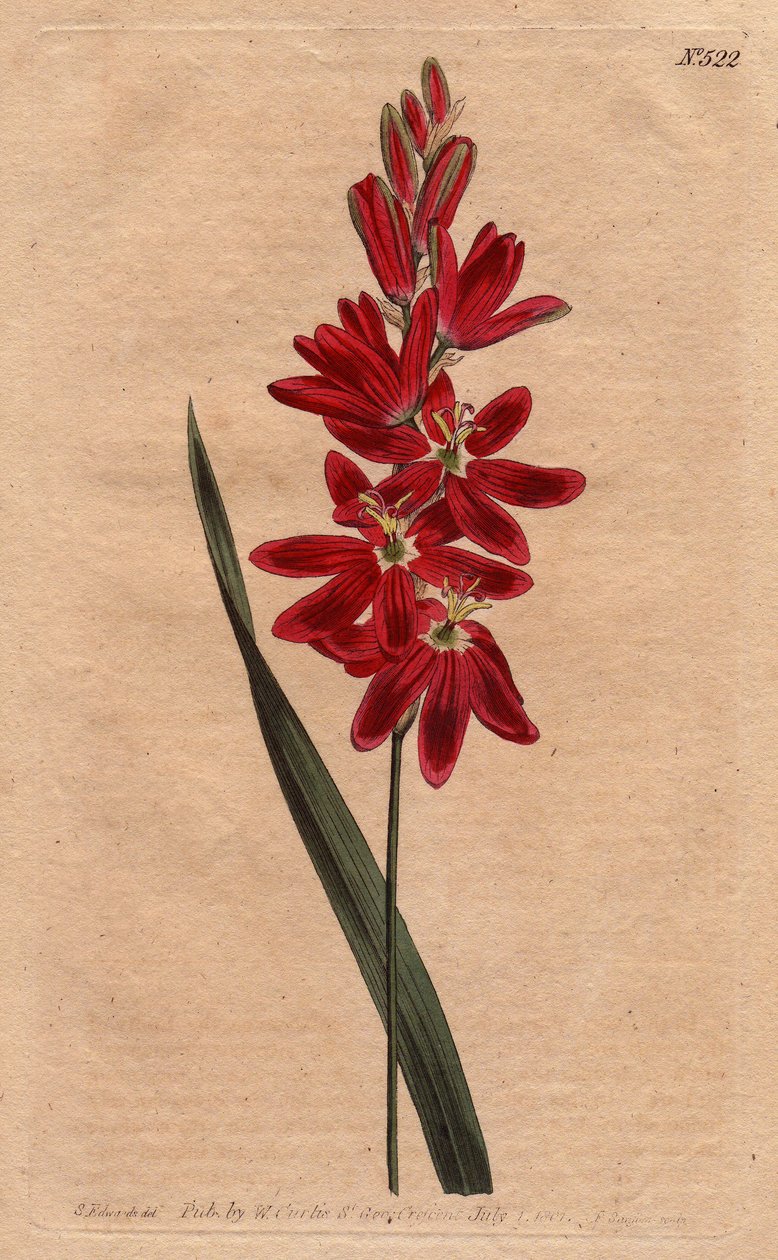 Ixia karmínový nebo zatuchlý květ, tmavě ekarlátová barva. Karmínová ixia nebo ixia rozprostřená se sytě karmínovými květy. Ixia patens. Ručně kolorovaná mědirytina z botanické ilustrace Sydenhama Edwardse z „“ Botanical Magazi Williama Curtise od Sydenham Teast Edwards
