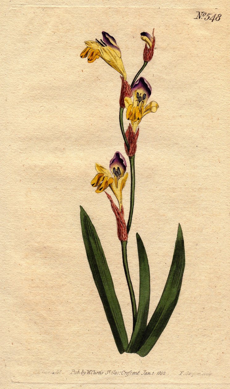 Ixia má ringente corolla žluté fialové a hnědé barvy. Ringent ixia se žlutými, fialovými a hnědými květy. Ixia bicolor. Ručně kolorovaná mědirytina z botanické ilustrace od Sydenhama Edwardse z „“ Botanical Magazine“ od Williama Curtise od Sydenham Teast Edwards