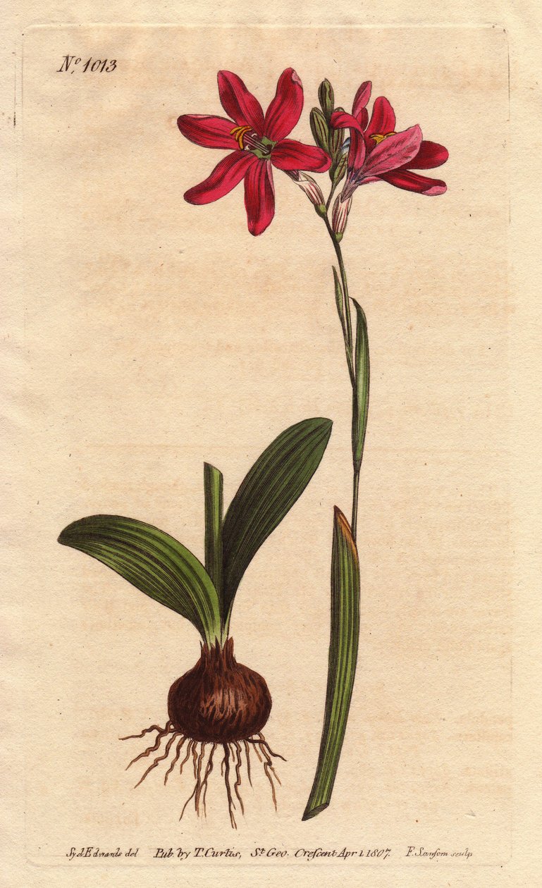 Ixia růžová. z čeledi jihoafrických lilií, popsaných s žárovkou a listy. Růžově zbarvená ixia, krásná růžová květina z čeledi liliovitých z Jižní Afriky, zobrazená s cibulí a listy vlevo. Ixia latifolia (Ixia capillaris). Ručně kolorovaná mědirytina en od Sydenham Teast Edwards