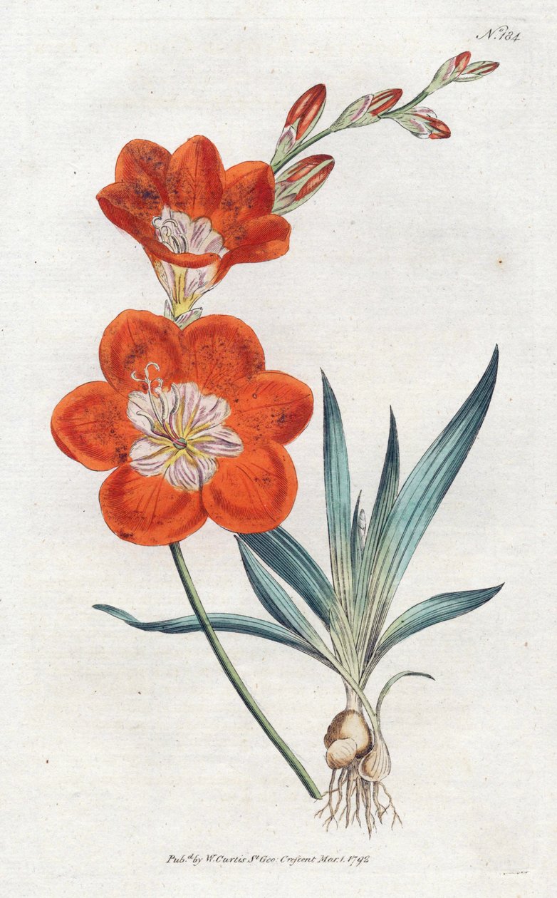 Ixie orangee - Litografie od Sydenhama Edwardse (1768-1819), deska z botanického časopisu Williama Curtise (1746-1799) od Sydenham Teast Edwards