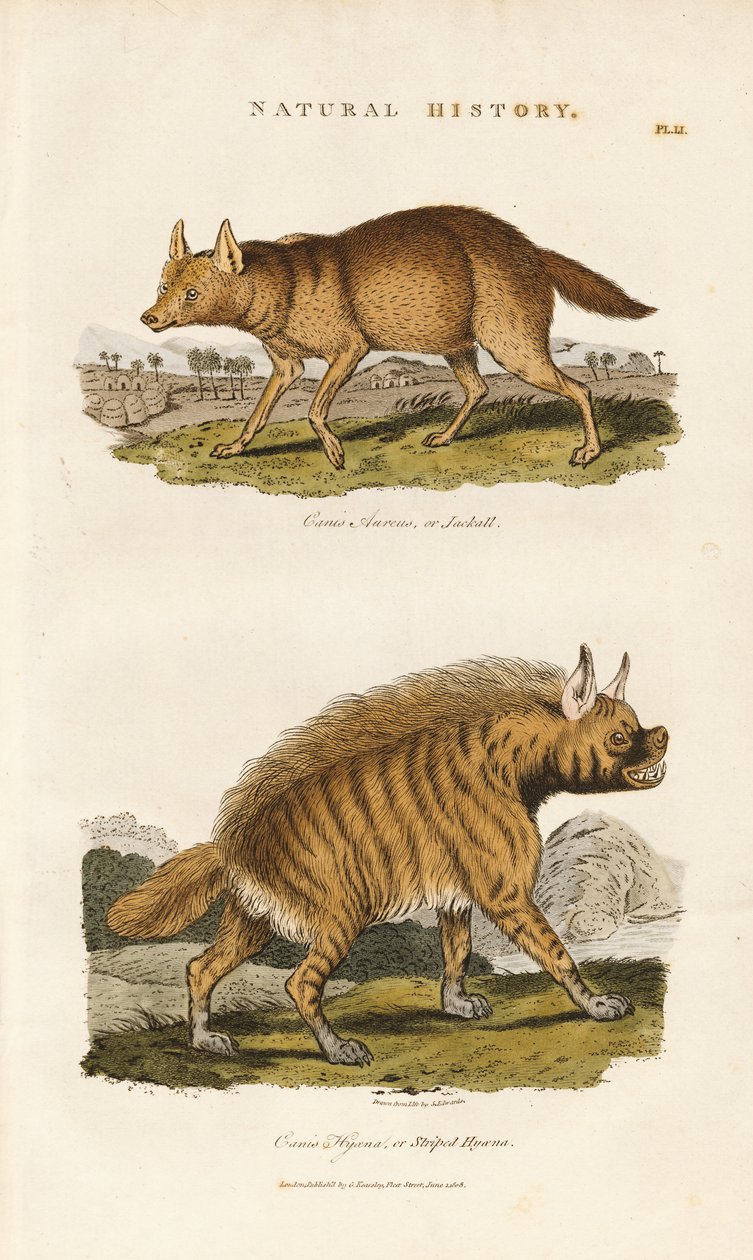 Šakal a hyena pruhovaná od Sydenham Teast Edwards