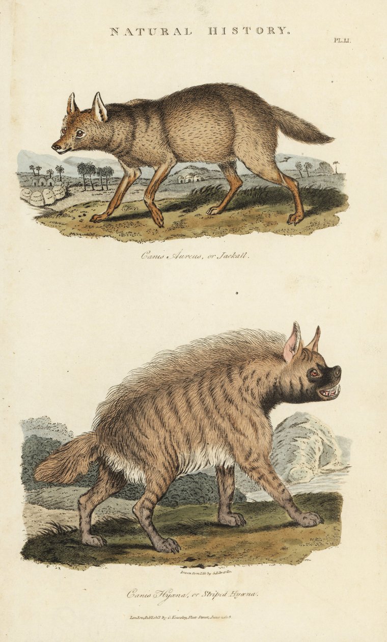 Šakal dore a hyena - Šakal zlatý, Canis aureus a hyena pruhovaná, Hyaena hyaena. Ručně kolorovaná mědirytina podle Sydenhama Edwardse z John Mason Good