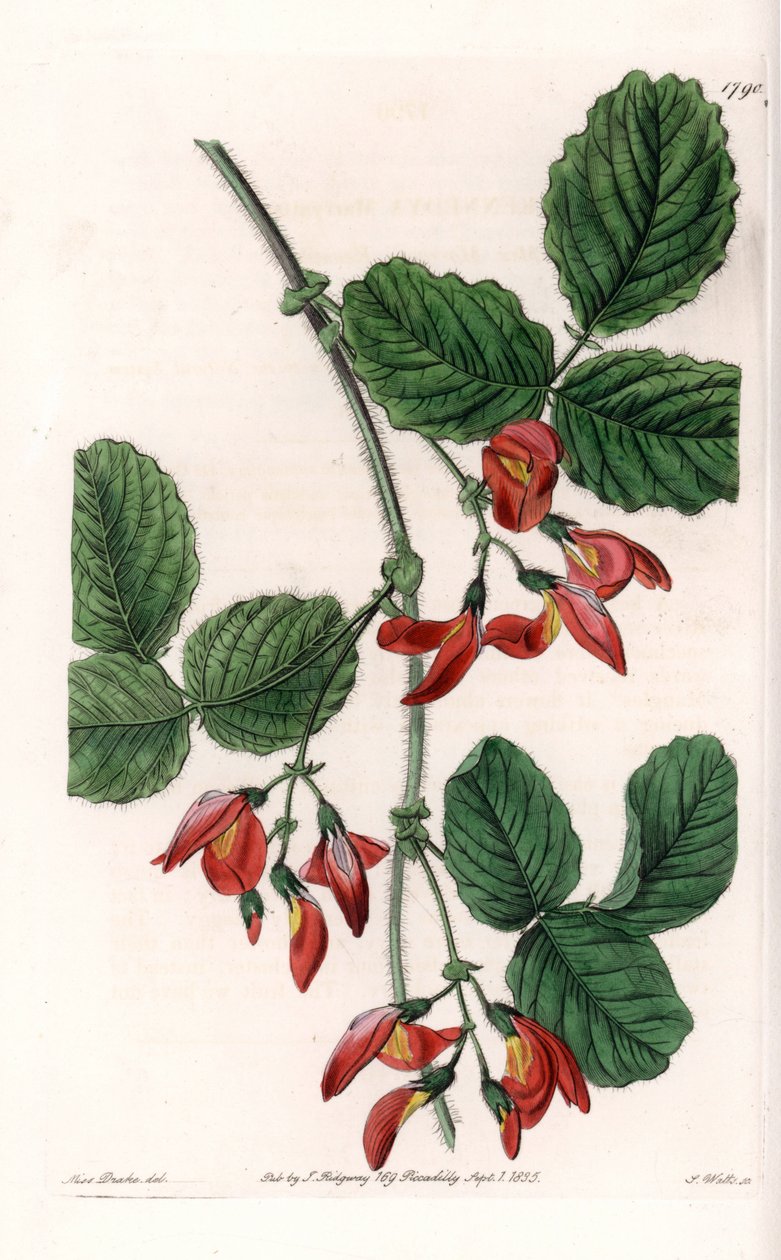 Kennedia macrophylla, rostlina pocházející z Austrálie, vzácný ohrožený druh - Talíř vyrytý S. Wattsem, z ilustrace Sarah Anne Drake (1803-1857), z Botanického registru Sydenham Edwards (1768-1819), Anglie od Sydenham Teast Edwards