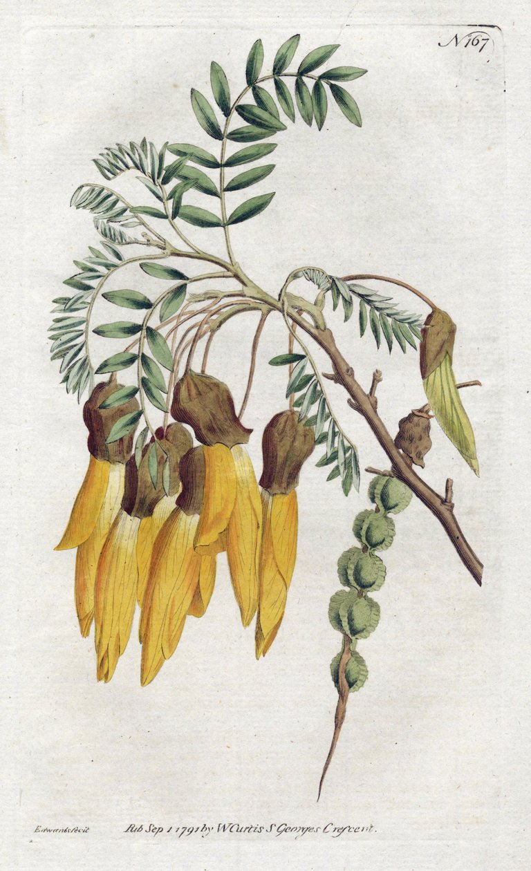 Kowhai, odrůda sophora z Nového Zélandu - Litografie Sydenhama Edwardse (1768-1819), z Botanical Magazine of William Curtis (1746-1799) od Sydenham Teast Edwards