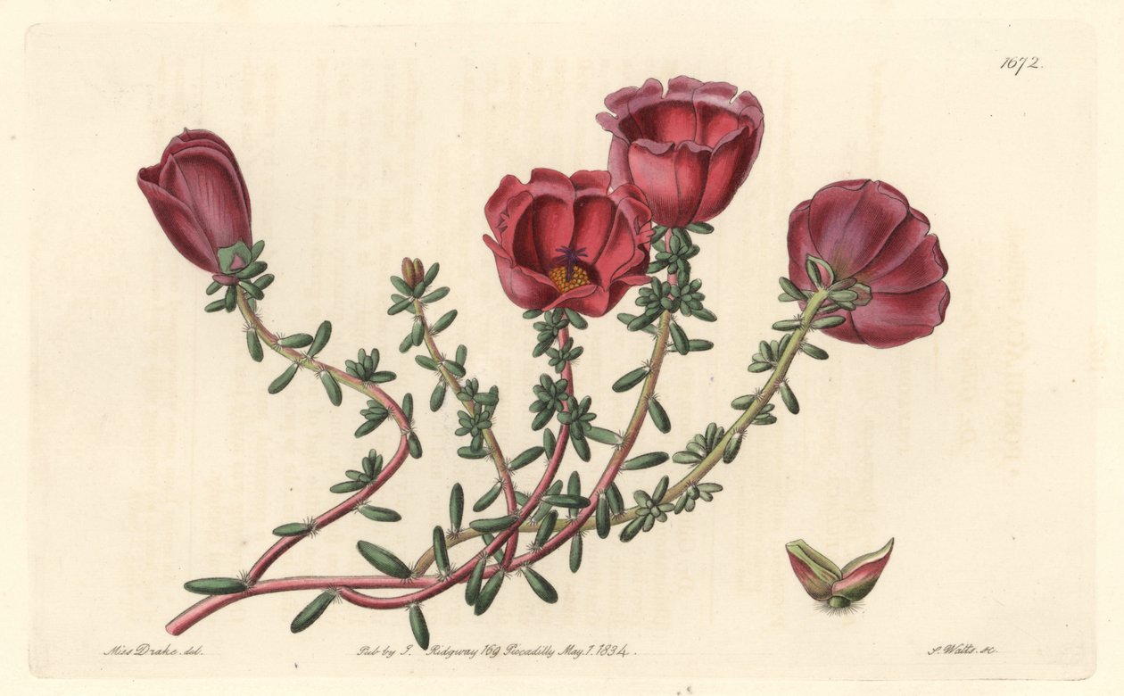 Portula velkokvětá neboli jedenáctihodinový rytíř, původem z Chile - S. Watts silná voda z ilustrace Sarah Anne Drake (1803-1857), z Botanického rejstříku od Sydenham Teast Edwards