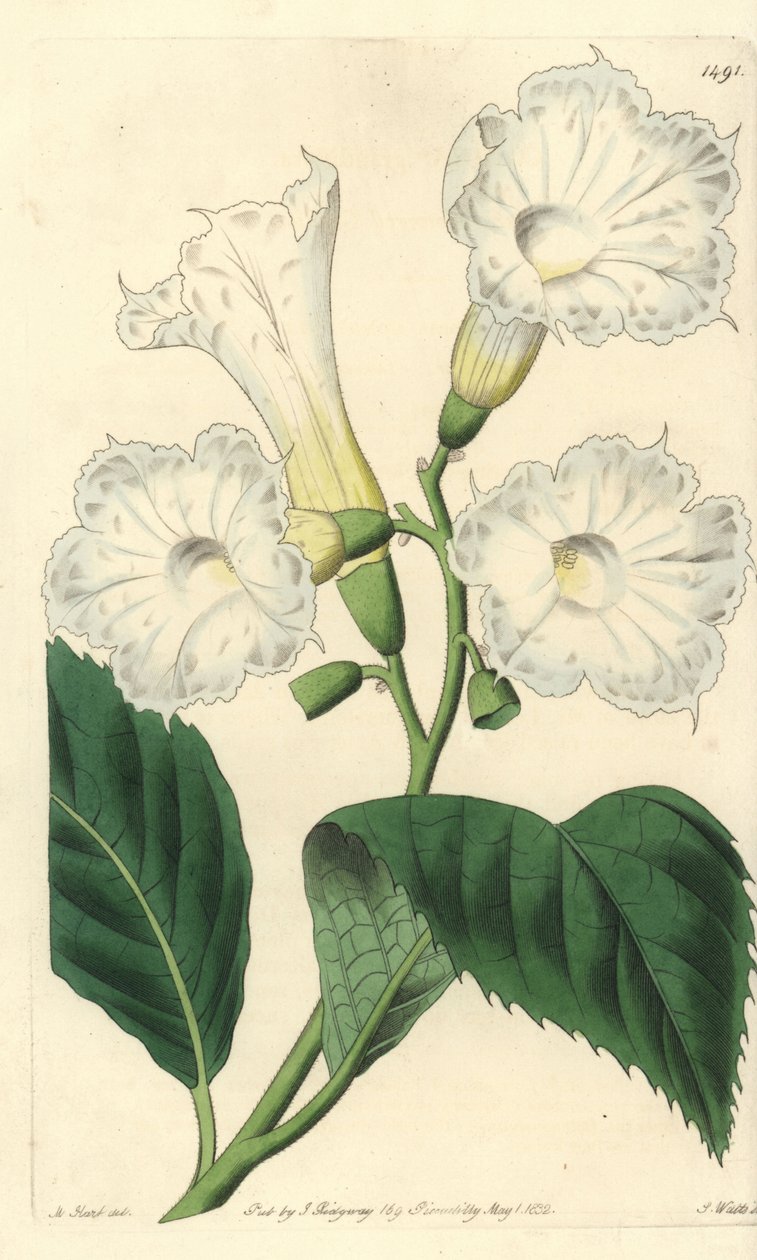 Cordia velkokvětá - cordia velkokvětá, Cordia grandiflora. Ručně kolorovaná mědirytina S. Wattse podle ilustrace M. Harta z Sydenham Edwards