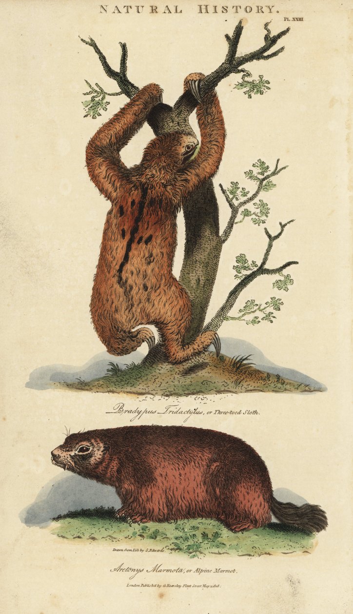 Líný tridaktyl neboli ai a svišť - Lenochod tříprstý, Bradypus tridactylus, a svišť alpský, Marmota marmota (Arctonys marmota). Ručně kolorovaná mědirytina podle Sydenhama Edwardse z John Mason Good