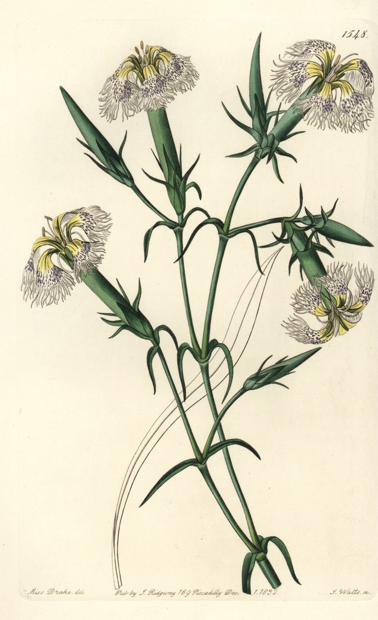 Hvozdík libanonský (ohrožený druh) - Růžový hvozdík libanonský, Dianthus libanotis. Ohrožený druh. Ručně kolorovaná mědirytina od S. Wattse podle ilustrace slečny Sarah Drakeové ze Sydenham Edwards