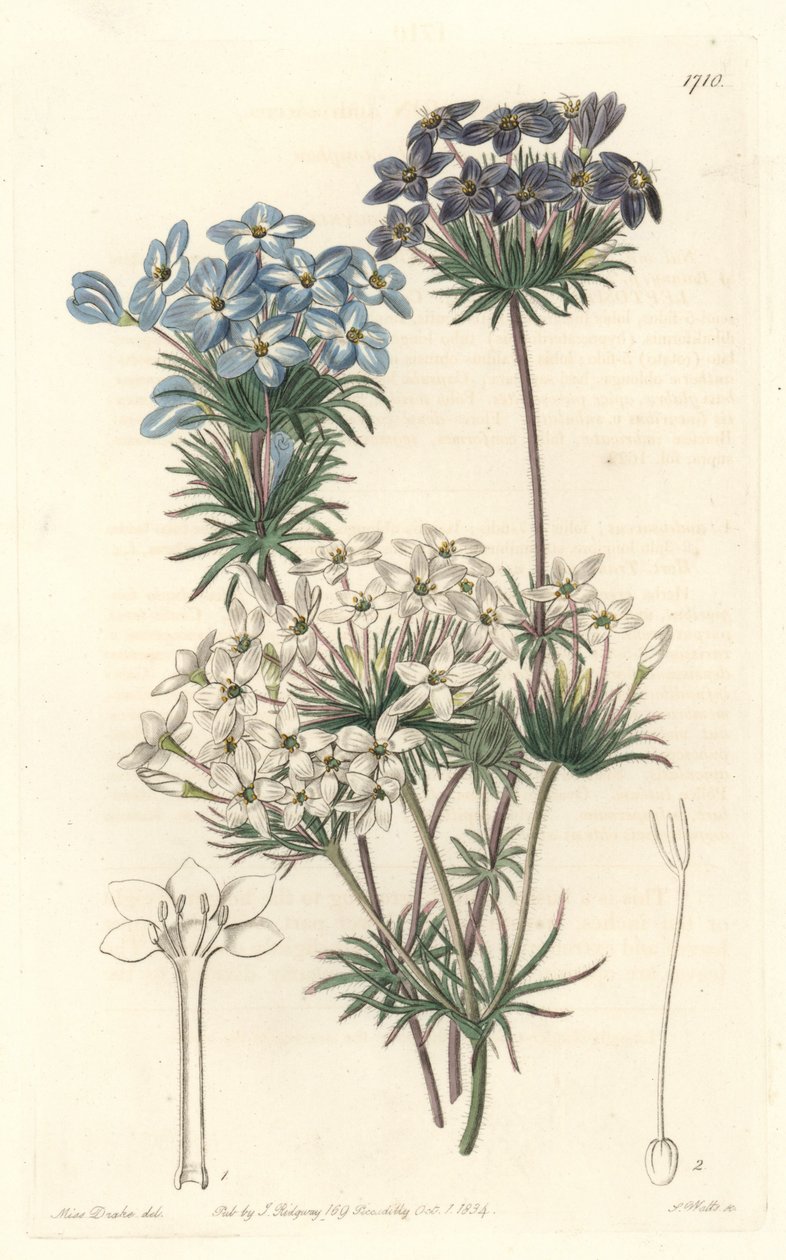Leptosiphon androsace, původem z Kalifornie - Voda od S. Wattse z ilustrace Sarah Anne Drake (1803-1857), z botanického registru od Sydenham Teast Edwards
