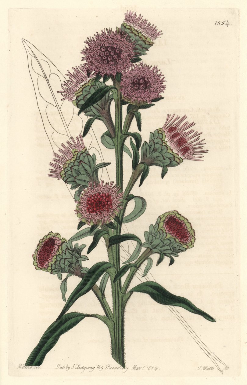 Liatide nebo liatris, původem ze Severní Ameriky - S. Watts silná voda z ilustrace M. Harta, z Botanického registru od Sydenham Teast Edwards