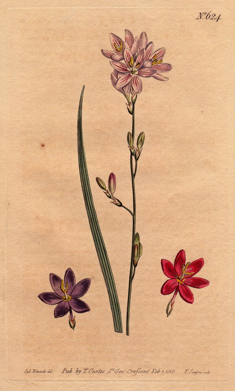 Lilie (lilie) z bles, s příklady různých barev: růžová, fialová, ecarlate. Flexuose ixia s příklady barevných variet: růžová, fialová a šarlatová. Ixia flexuosa. Ručně kolorovaná mědirytina z botanické ilustrace Sydenham Edw od Sydenham Teast Edwards