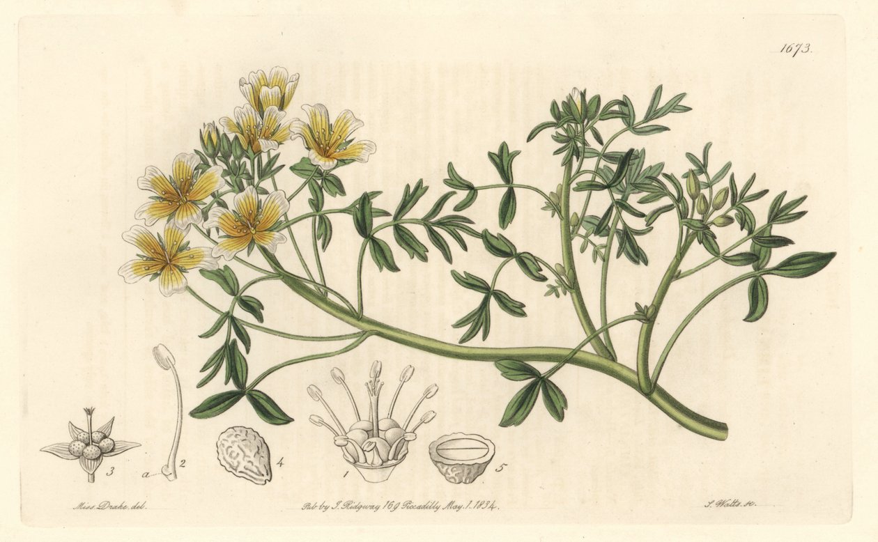 Limnanthe, původem z Kalifornie - S. Watts Strong Water z ilustrace Sarah Anne Drake (1803-1857), z Botanického rejstříku od Sydenham Teast Edwards