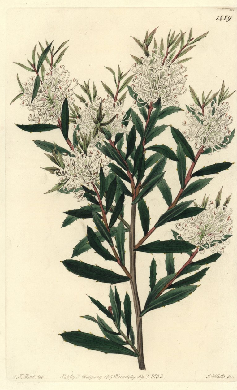 Hakea lineární, Hakea linearis. Ručně kolorovaná mědirytina S. Wattse podle ilustrace J.T. Hart z botanického registru Sydenhama Edwardse, Ridgeway, Londýn od Sydenham Teast Edwards