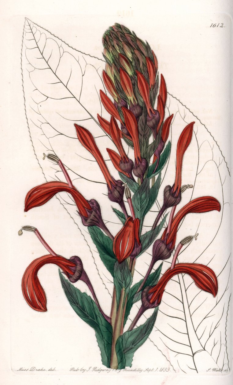 Lobelia variete (nebo kardinál) z Chile - deska vyrytá S. Wattsem, z ilustrace Sarah Anne Drake (1803-1857), z Botanického registru Sydenham Edwards (1768-1819), Anglie od Sydenham Teast Edwards