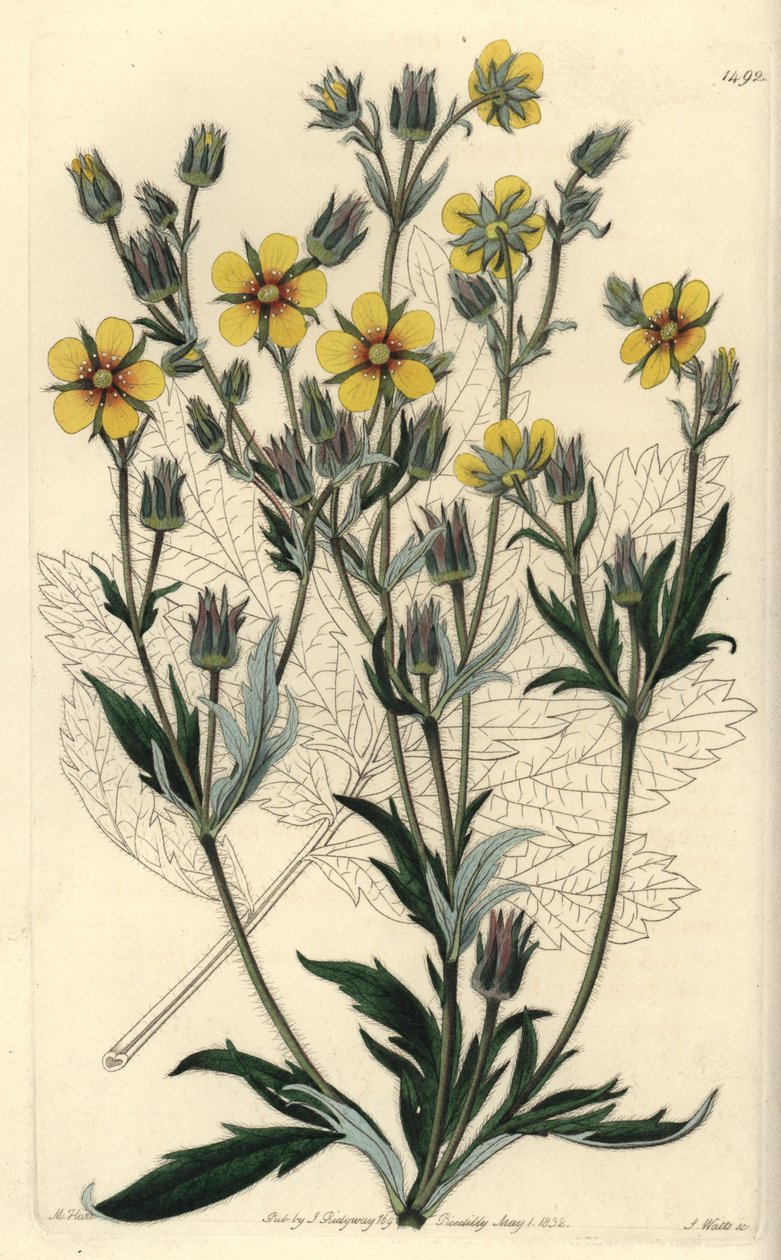 Odrůda mochna dlouholistá - Potentilla longifolia (mochna viscidní, Potentilla viscosa). Ručně kolorovaná mědirytina S. Wattse podle ilustrace M. Harta z Sydenham Edwards