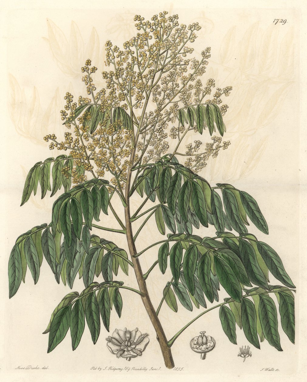 Longanier, původem z Číny - S. Watts silná voda z ilustrace Sarah Anne Drake (1803-1857), z Botanického rejstříku od Sydenham Teast Edwards