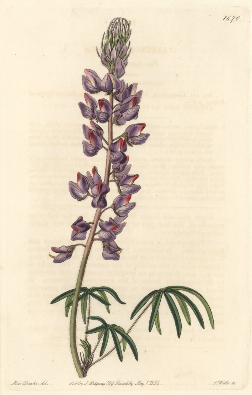 Lupina s úzkými listy - Silná voda od S. Wattse podle ilustrace Sarah Anne Drakeové (1803-1857), z Botanical Register od Sydenham Teast Edwards