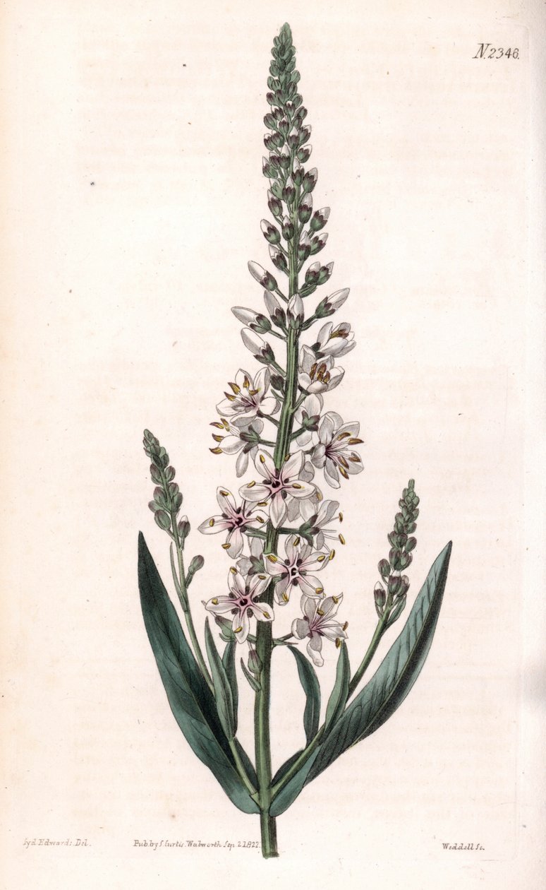 Lysimaque ephemere - stříbřitý nebo vrbový list, Lysimachia ephemerum. Ručně kolorovaná mědirytina od Weddella podle ilustrace Sydenhama Edwardse z „“ botanického časopisu“ Samuela Curtise v Londýně od Sydenham Teast Edwards