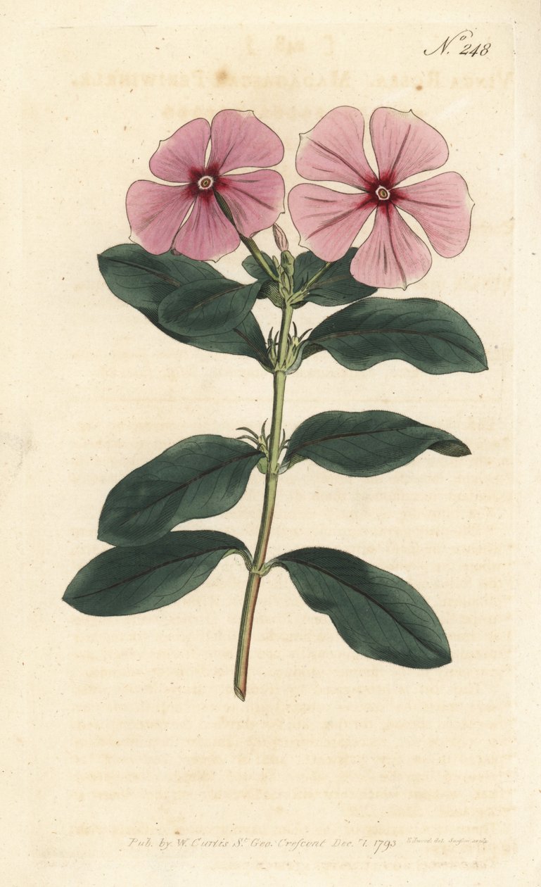 Barvínek madagaskarský - Barvínek madagaskarský, Catharanthus roseus (Vinca rosea). Ručně kolorovaná mědirytina od Sansom podle ilustrace Sydenhama Edwardse rom Botanical Magazine Williama Curtise, Londýn od Sydenham Teast Edwards