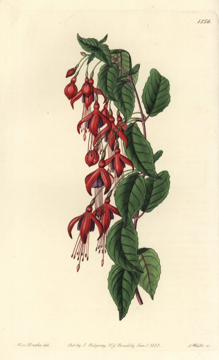 Magellanova fuchsie - Kolibřík fuchsie, Fuchsia magellanica (fuchsie balonkovitá, Fuchsia globosa). Ručně kolorovaná mědirytina od S. Wattse podle ilustrace slečny Sarah Drakeové z botanického registru Sydenhama Edwardse, Ridgeway, Londýn od Sydenham Teast Edwards