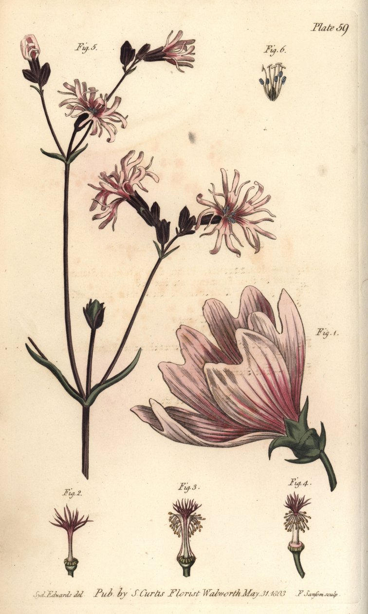Sléz, Malva sylvestris, Monadelphia od Sydenham Teast Edwards