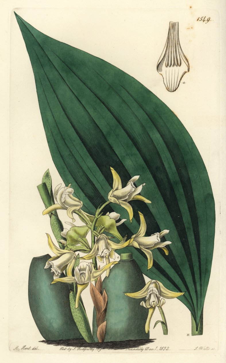 Orchidej Maxillaria palmifolia (bledě žlutá maxillaria, Maxillaria decolor). Ručně kolorovaná mědirytina S. Wattse podle ilustrace M. Harta z Sydenham Edwards