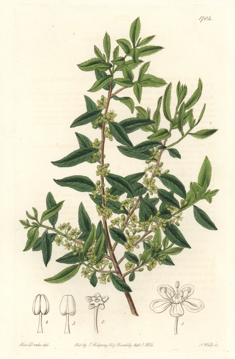 Maytenus boaria (maiten), endemit Střední a Jižní Ameriky - Silná voda od S. Wattse z ilustrace Sarah Anne Drake (1803-1857), z botanického registru od Sydenham Teast Edwards