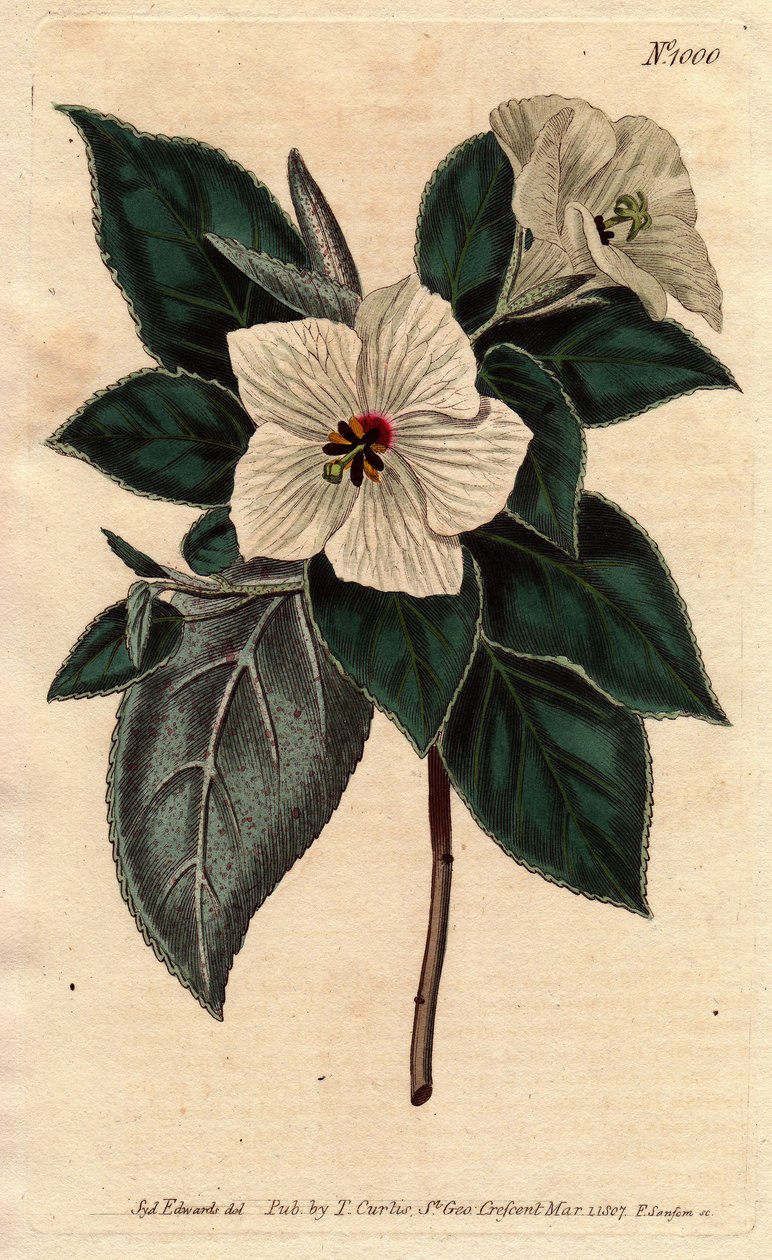 Melhania Svatá Helena s bílými květy. St. Helena Červené dřevo s bílými květy. Melhania erythroxylon. Ručně kolorovaná mědirytina z botanické ilustrace od Sydenhama Edwardse z „”Botanical Magazine”” Williama Curtise 1790-1800. od Sydenham Teast Edwards