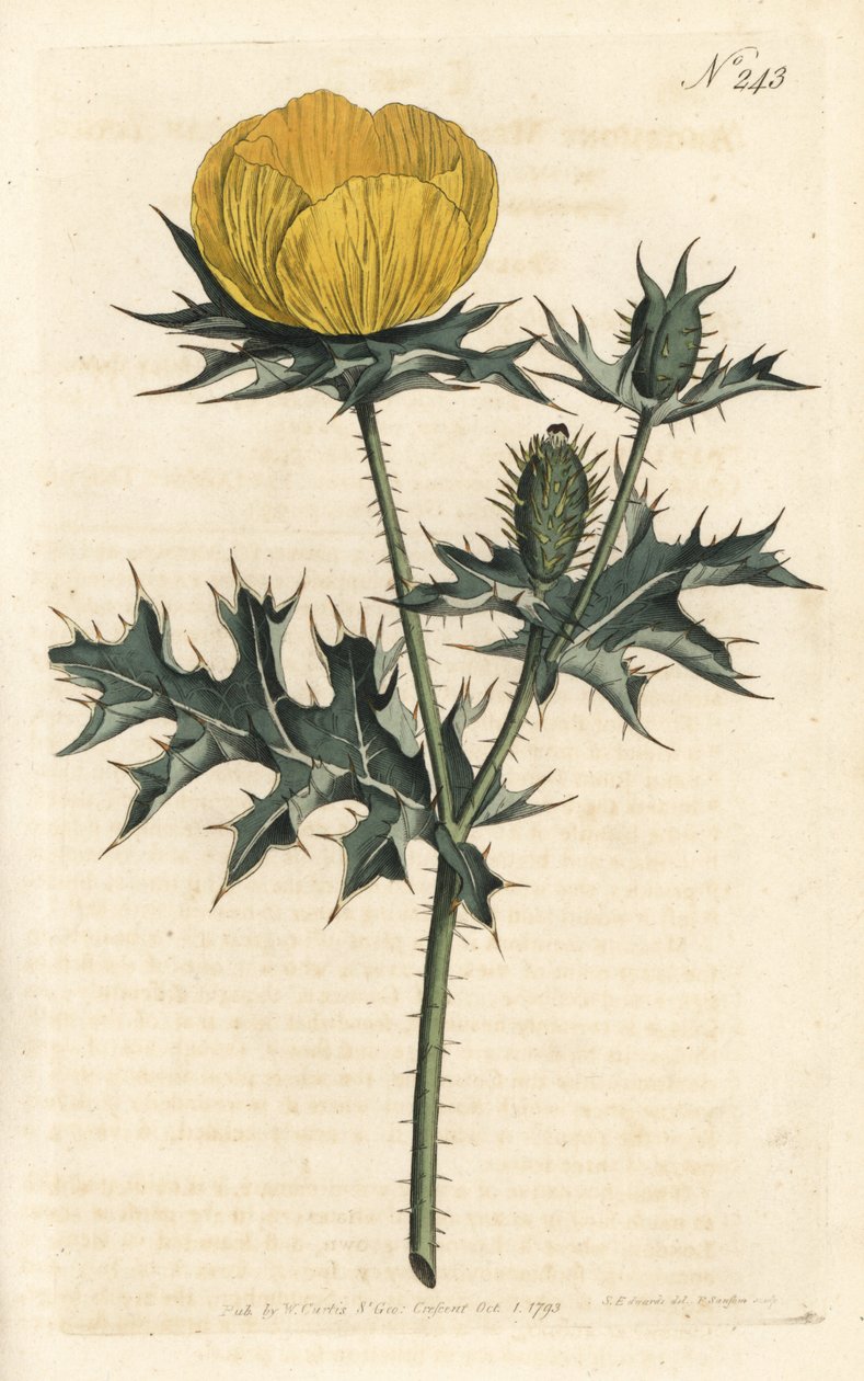 Argemone mexický - Argemone mexický neboli pichlavý mák, Argemone mexicana. Ručně kolorovaná mědirytina od Sansom podle ilustrace Sydenhama Edwardse rom Botanical Magazine Williama Curtise, Londýn od Sydenham Teast Edwards