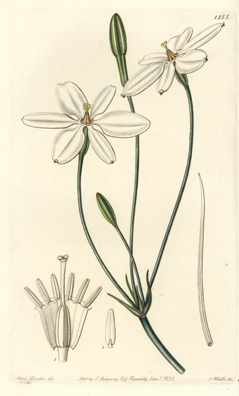 Mexican Star - mexická hvězda nebo sněhově bílá milla, Milla biflora. Ručně kolorovaná mědirytina od S. Wattse podle ilustrace slečny Sarah Drakeové z botanického registru Sydenhama Edwardse, Ridgeway, Londýn od Sydenham Teast Edwards